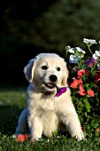 Golden retriever puppy chewing on a petunia flower