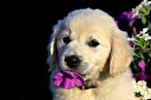 Golden retriever puppy playing with a purple petunia
