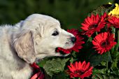Golden retriever puppy chewing on gerbera daisies