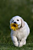 Golden retriever puppy with a yellow gerbera daisy in its mouth