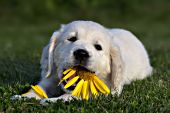 Golden retriever puppy chewing on a yellow gerbera daisy