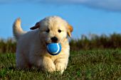 Golden retriever puppy retrieving a blue tennis ball