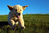 Golden retriever puppy running in a meadow