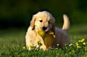 Golden retriever puppy playing with a leaf