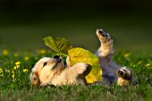 Golden retriever puppy rolling on its back playing with a leaf
