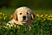 Golden retriever puppy in yellow wildflowers