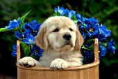 Golden retriever puppy in a wooden bucket