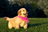 Golden retriever puppy wearing a pink bandana