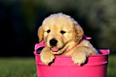 Golden retriever puppy in a pink pail