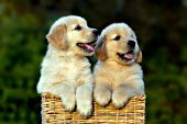 Two golden retriever puppies in a square basket