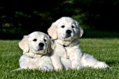 Two golden retriever puppies playing in the grass