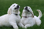 Two golden retriever puppies playing with a stick