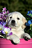 Golden retriever puppy in a pink pail with flowers