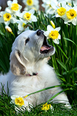 Golden retriever puppy trying to eat a daffodil