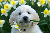 Golden retriever puppy with a daffodil in his mouth