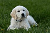 Golden retriever puppy resting in grass