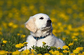 Golden retriever puppy in a dandelion field