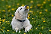 Golden retriever puppy eating a dandelion