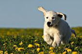 Golden retriever puppy running in a dandelion field