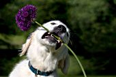 Golden retriever puppy playing with a purple flower