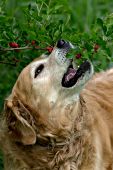 Golden retriever eating berries from a mulberry tree