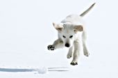 Cream golden retriever puppy pouncing on a snowball