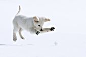 Cream golden retriever puppy pouncing on a snowball
