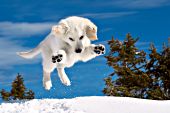 Cream golden retriever leaping to pounce on a snowball