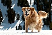 Golden retriever running & playing in snow