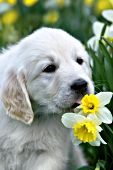 English cream golden puppy tasting a daffodil