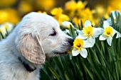 English cream golden puppy investigating a daffodil