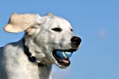 English cream golden retriever puppy running with a ball