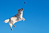 Cream golden retriever leaping in the air to catch a ball