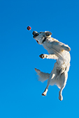 Cream golden retriever leaping in the air to catch a ball
