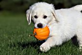 English cream puppy carrying a tiny pumpkin