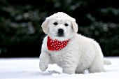 English cream golden retriever puppy in snow