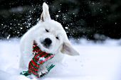 English cream golden puppy shaking off some snow