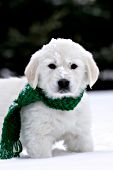 English cream golden retriever puppy wearing a green scarf