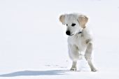 English cream golden retr. puppy playing in snow