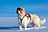 English cream golden retr. rescue dog in winter