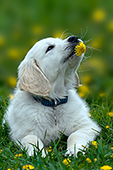 English cream golden retr. puppy in dandelions