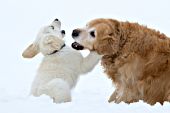 Adult golden playing with a cream golden puppy in snow