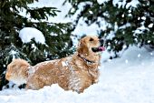 Golden retriever playing in snow