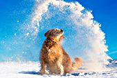 Golden retriever playing in snow