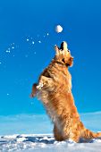 Golden retriever standing up to catch a snowball