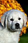 English cream golden retriever puppy and flowers