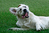 English cream golden retriever rolling & playing in grass