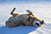 Golden retriever rolling on her back in snow