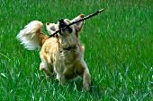 Golden retriever running & playing with a stick in grass