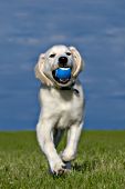 English cream golden retriever puppy playing with a ball